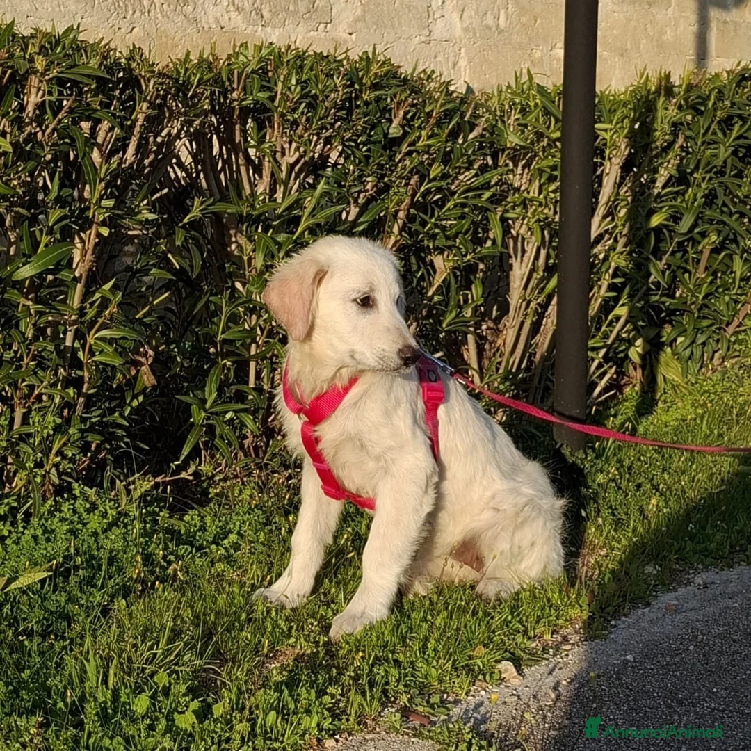 Meticcio cani in regalo: Lava Cerca Famiglia. Info Monica 3890238584 a Città Metropolitana di Firenze - Annuncio 11