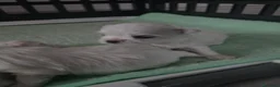 Maltese cani in vendita: Cucciolo maschietto maltese  - Annuncio 5