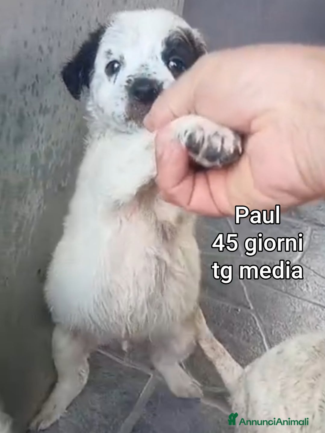 Meticcio cani in regalo: CUCCIOLI ABBANDONATI: URGENTE  - Annuncio 1