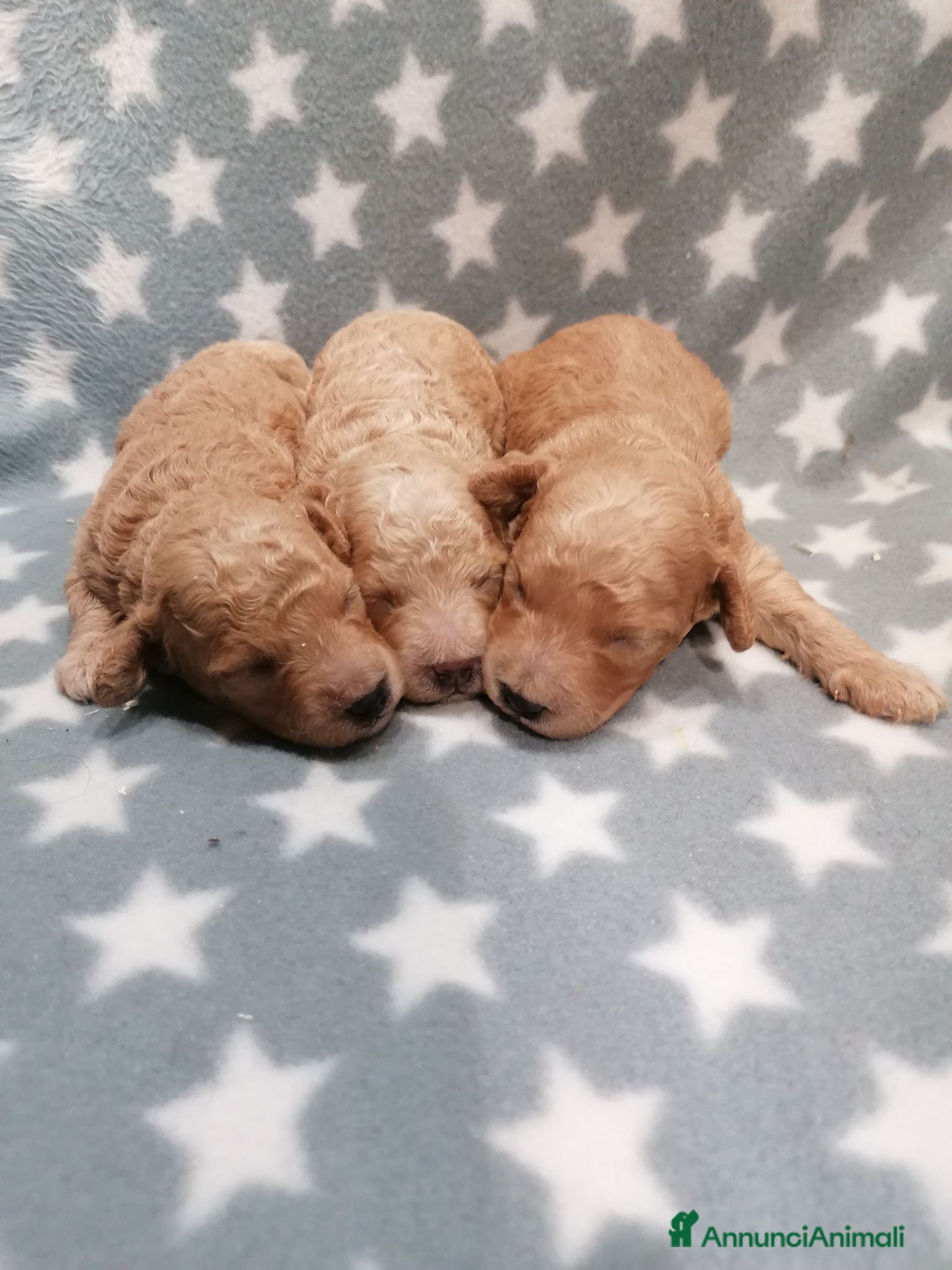 Barboncino cani Barboncini nani cuccioli - Annuncio 8