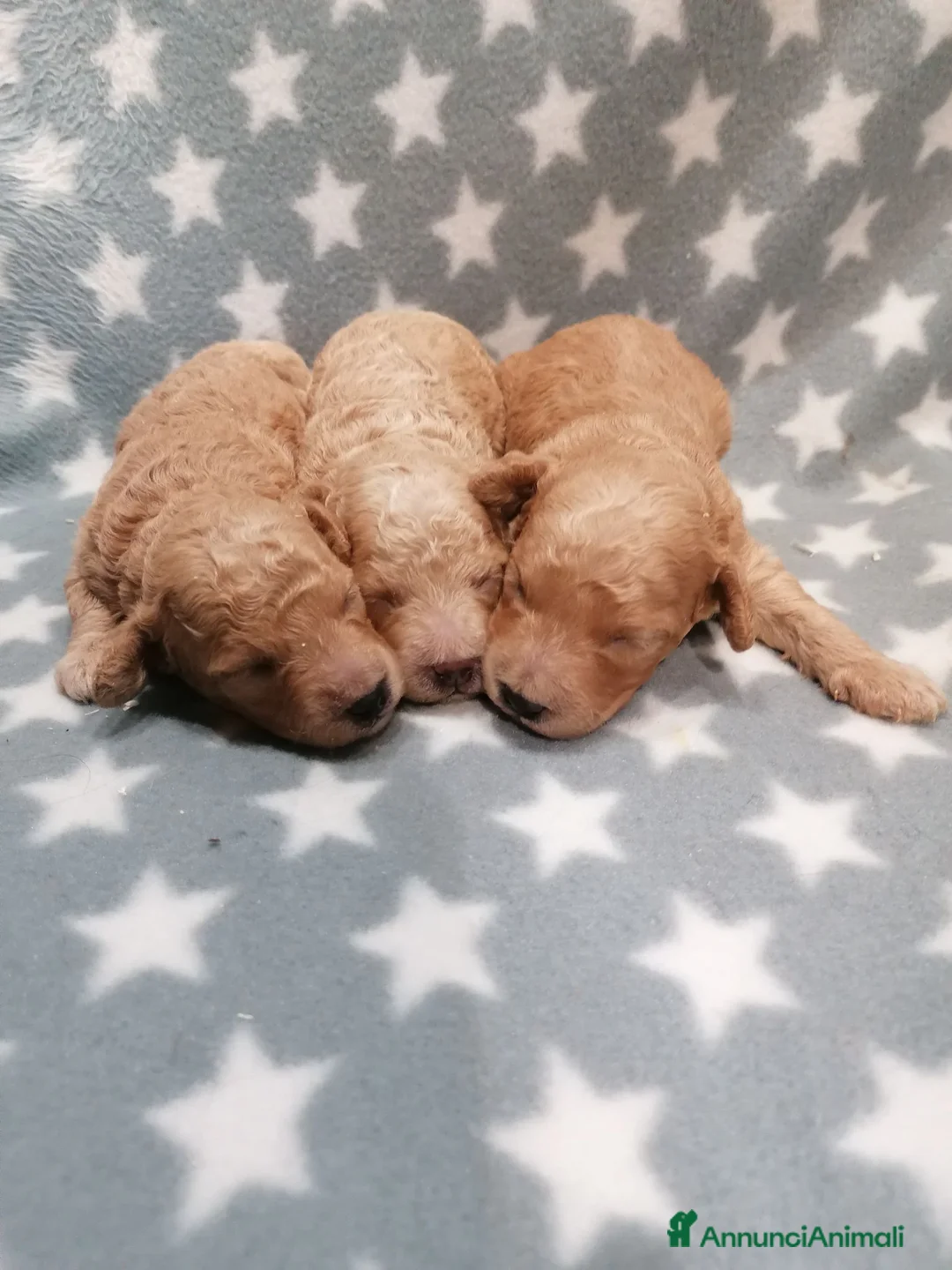 Barboncino cani in vendita: Barboncini nani cuccioli - Annuncio 1