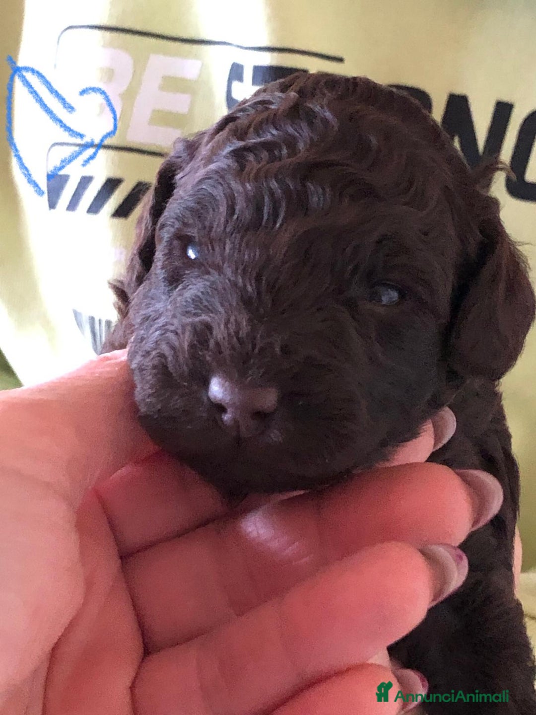 Barbone cani in vendita: Barboncino nano cioccolato  - Annuncio 2