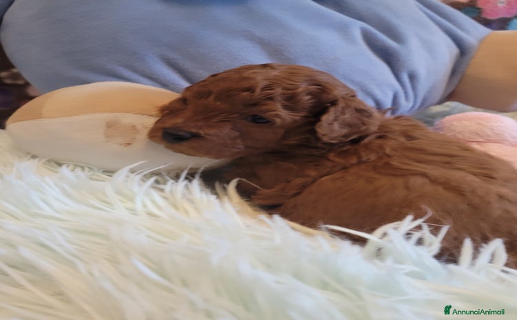 Barboncino Toy cani BARBONCINO MASCHIO  RED - Annuncio 2