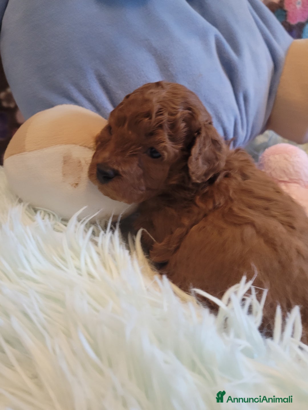 Barboncino Toy cani in vendita: BARBONCINO MASCHIO  RED - Annuncio 1