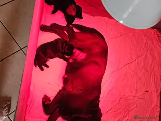 Labrador cani Cucciolo labrador Retriever total black - Annuncio 1