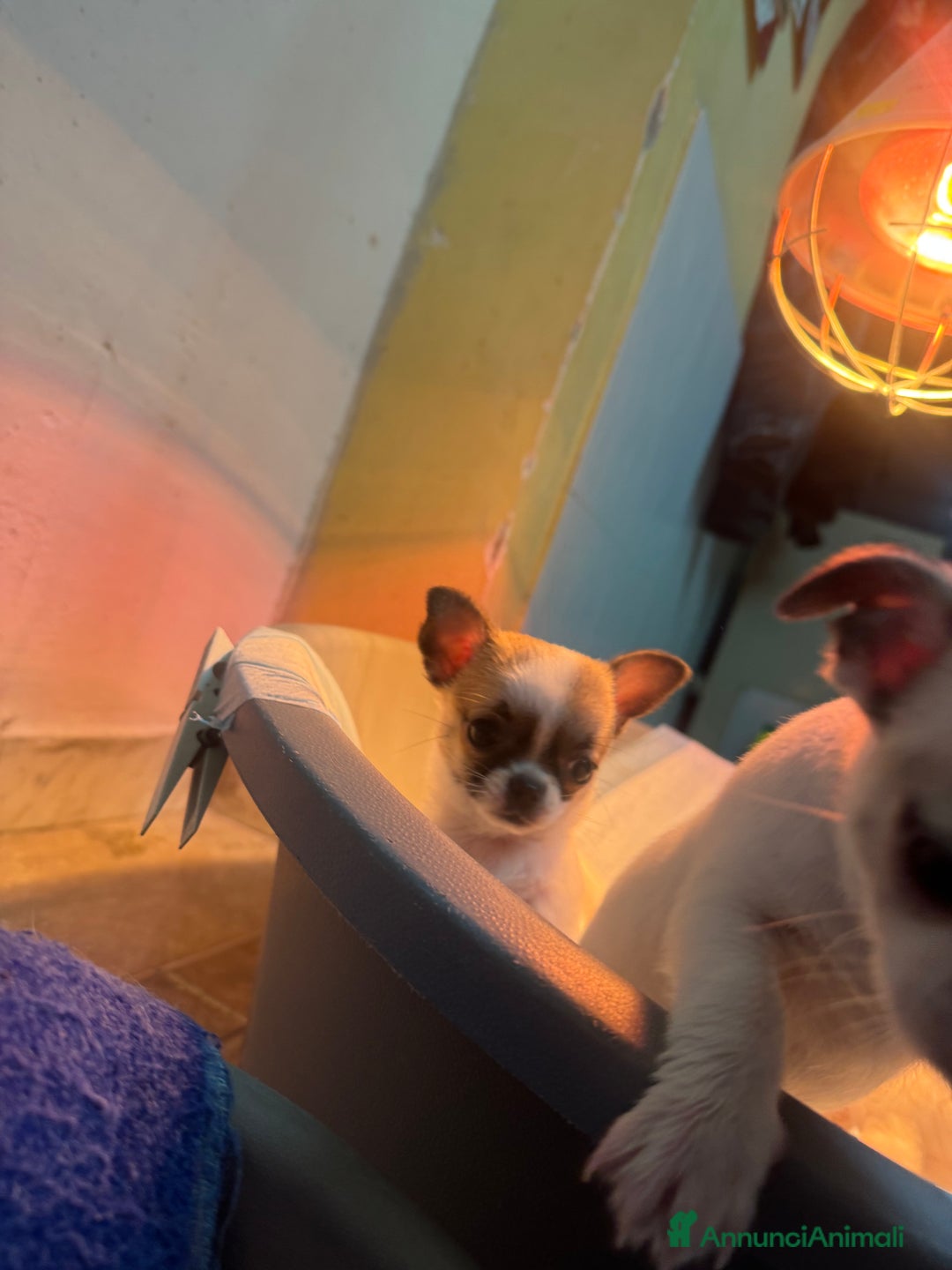 Chihuahua cani in vendita: Cucciole di chihuahua - Annuncio 2