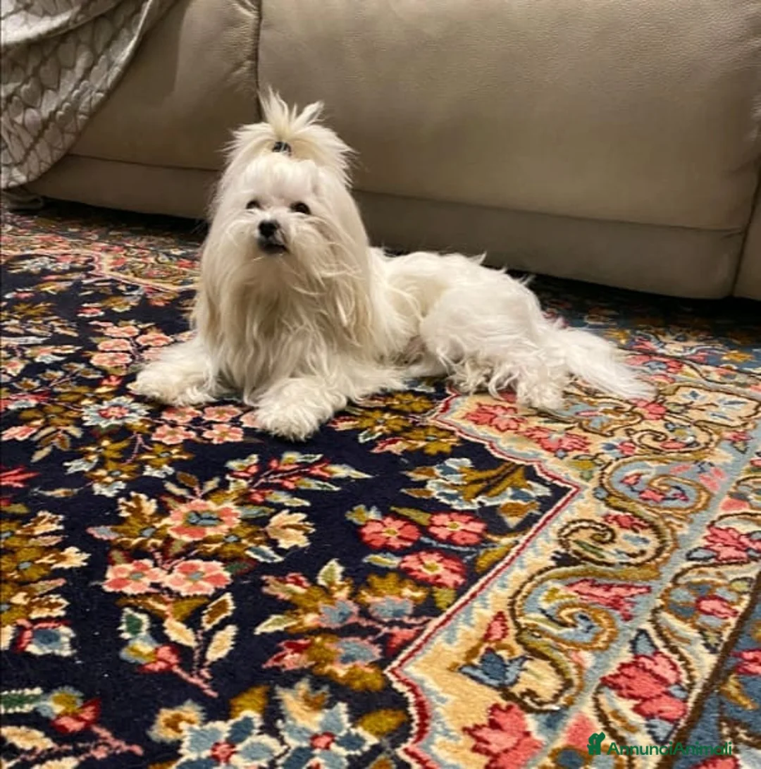 Maltese cani per accoppiamento: Maltese con pedigree Enci per accoppiamento  - Annuncio 1
