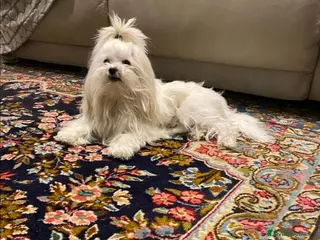 Maltese cani Maltese con pedigree Enci per accoppiamento - Annuncio 3