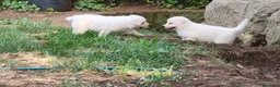 Pastore Abbruzzese Maremmano cani in vendita: Cuccioli di Pastore Maremmano con Pedigree a Città metropolitana di Roma Capitale - Annuncio 11