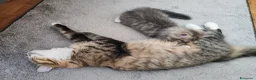 Siberiano gatti in vendita: Cucciola siberiana in vendita  - Annuncio 1