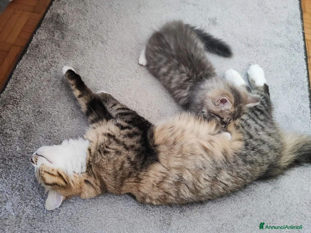 Siberiano gatti in vendita: Cucciola siberiana in vendita  - Annuncio 1