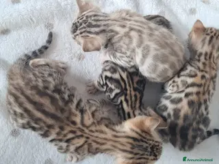 Bengala gatti Bengala cuccioli con pedegree - Annuncio 18