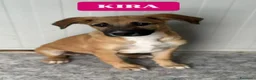 Meticcio cani in regalo: MERAVIGLIE CERCANO CASA - Annuncio 12