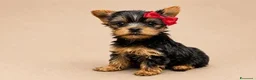 Yorkshire cani in vendita: Adorabili Cuccioli di Yorkshire terrier M/F - Annuncio 9