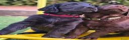 Flat Coated cani in vendita: Cuccioli flat coated retriever  - Annuncio 8