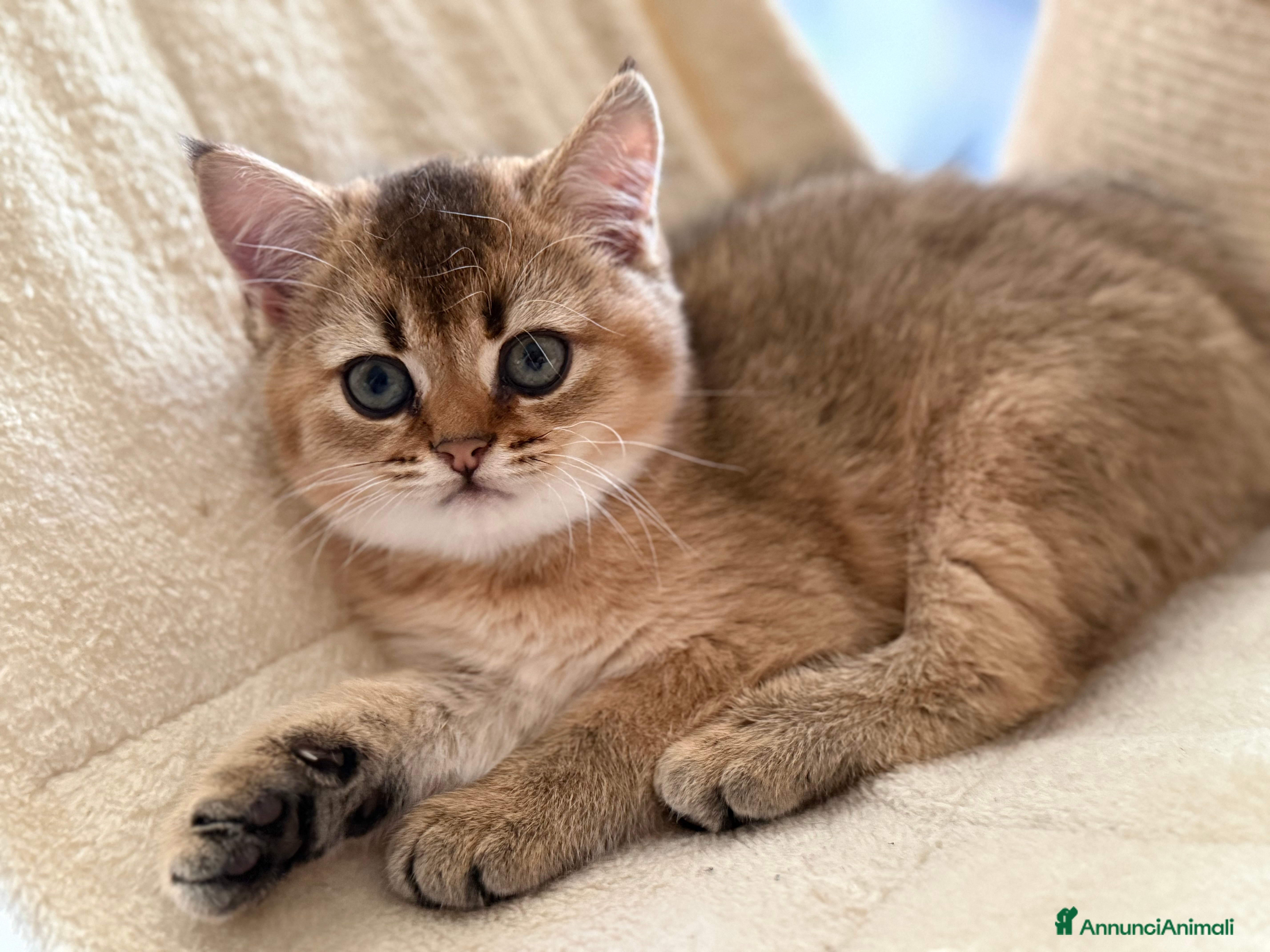 Scottish gatti in vendita: Scottish Straight  - Annuncio 1