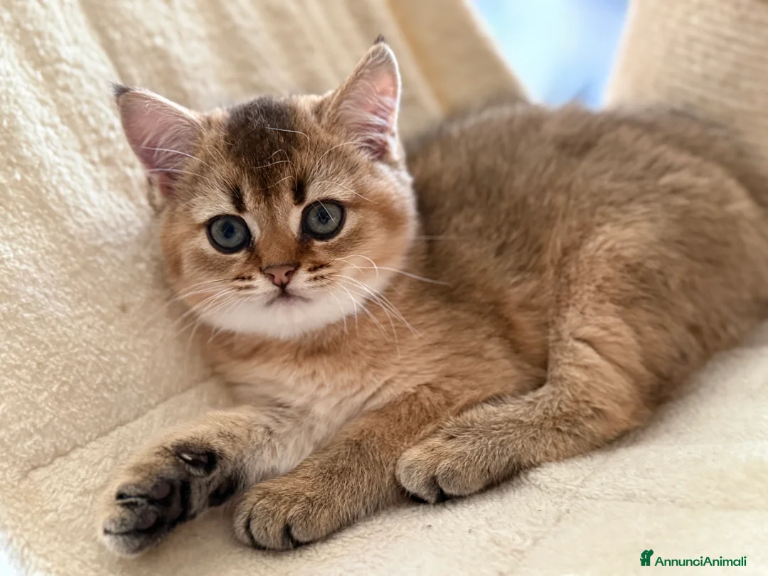 Scottish gatti in vendita: Scottish Straight  - Annuncio 1