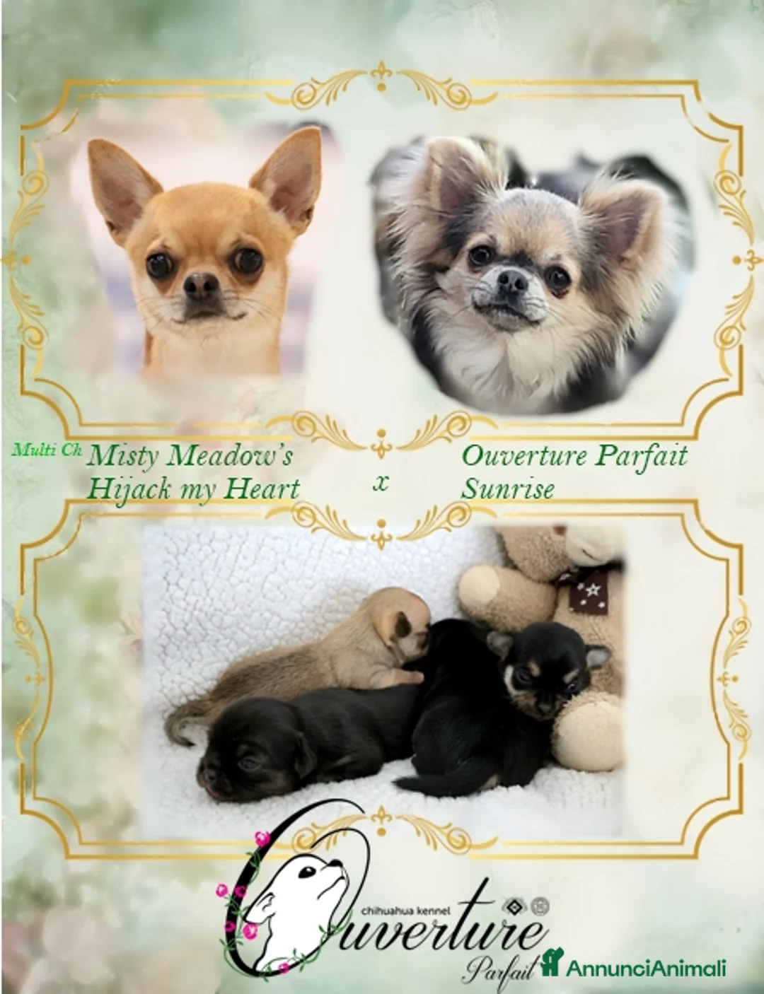Chihuahua cani in vendita: Cuccioli chihuahua pedigree enci  a Città metropolitana di Roma Capitale - Annuncio 2