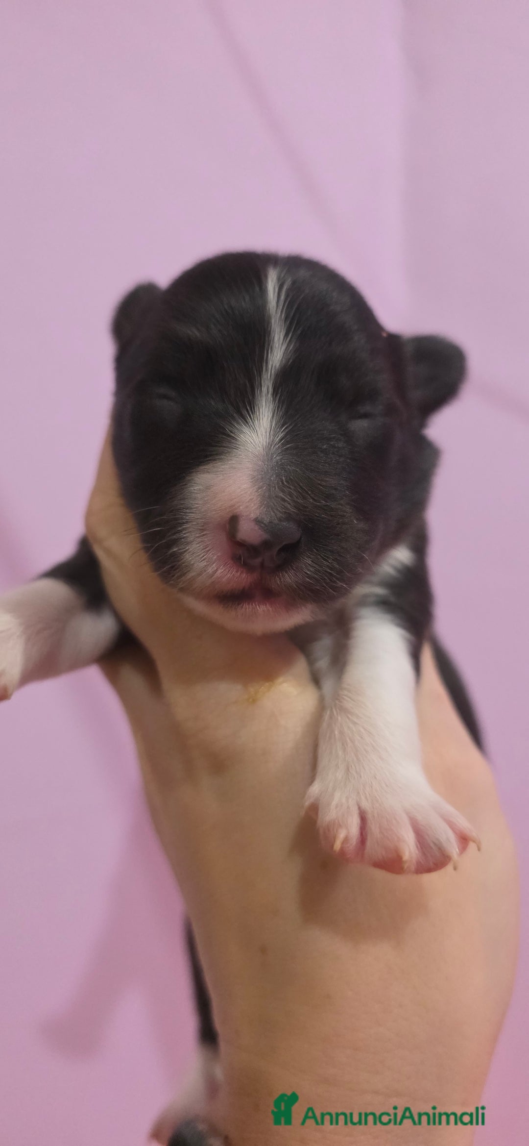 Border Collie cani in vendita: Border collie  - Annuncio 3