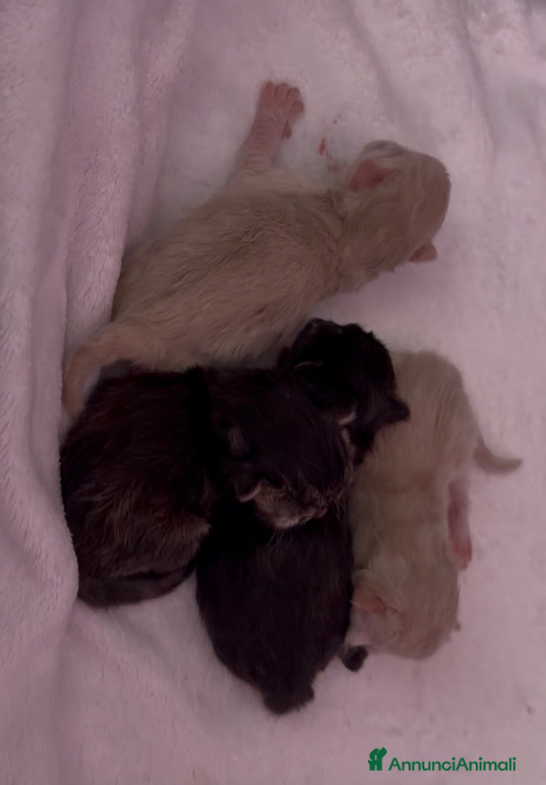 Persiano gatti bellissima cucciolata persiana - Annuncio 1