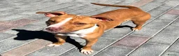 Meticcio cani in regalo: ANDROMACA MAMMINA PIT - Annuncio 2