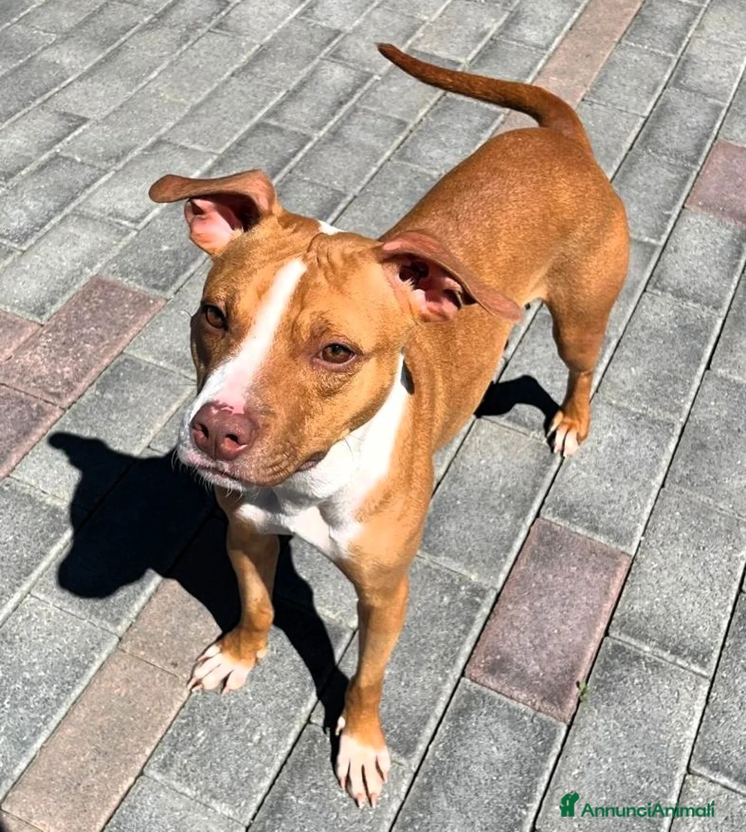 Meticcio cani in regalo: ANDROMACA MAMMINA PIT - Annuncio 2