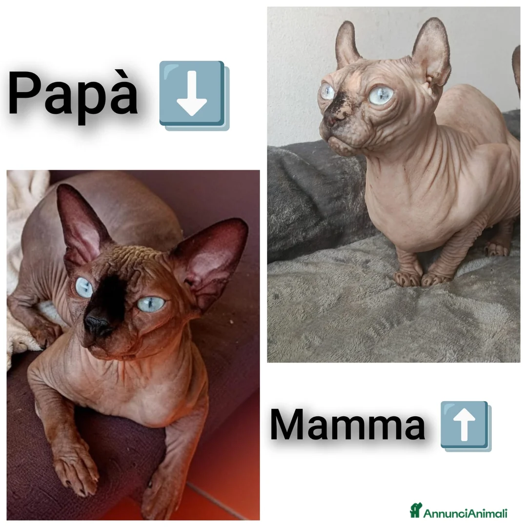 Sphynx gatti in vendita: GATTINO MASCHIO ELFO STRAIGHT SPHYNX GATTO NUDO  - Annuncio 7