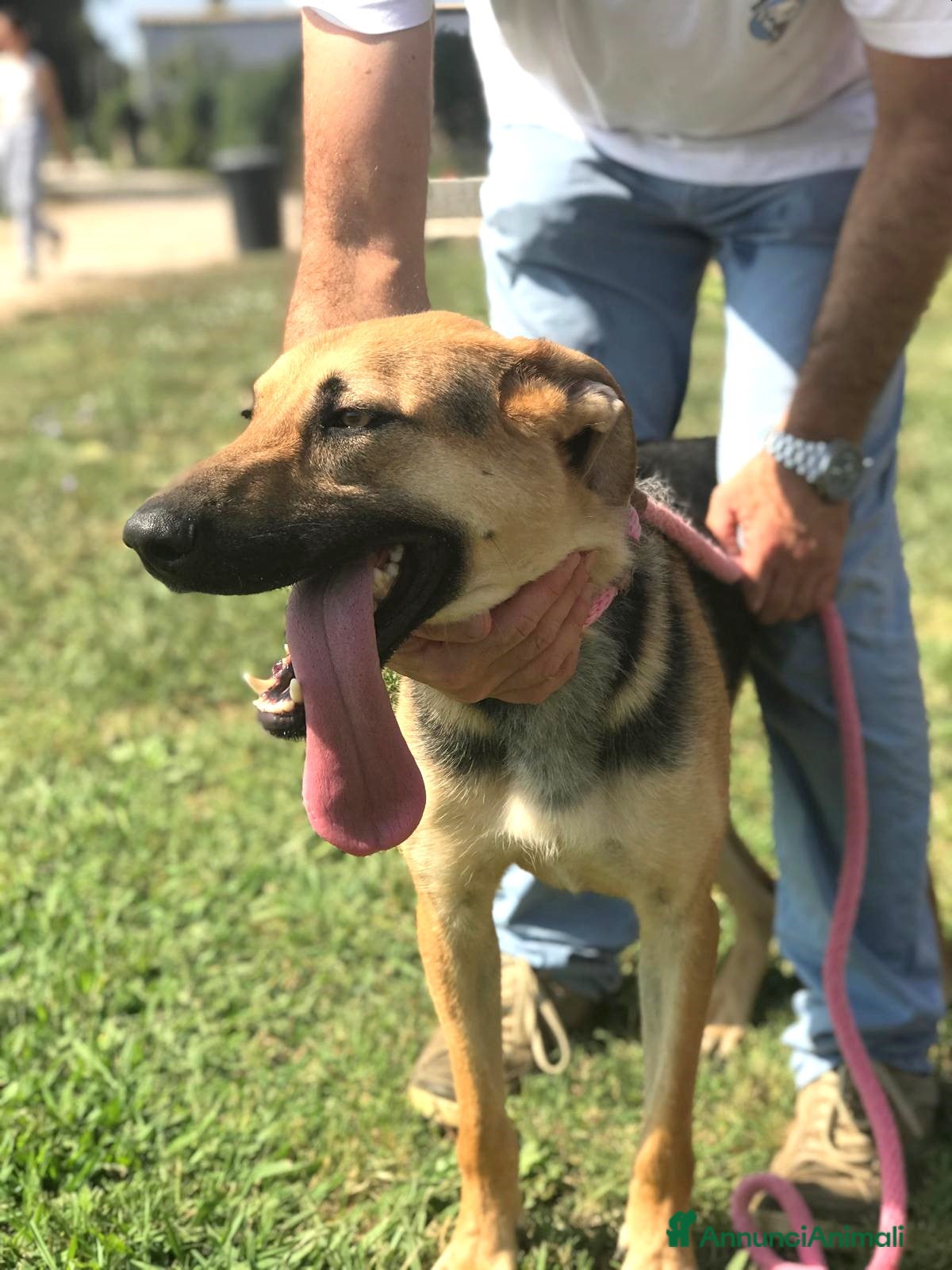 Pastore Tedesco cani SEGGHIO meraviglioso derivatopastore tedesco a Provincia di Latina - Annuncio 6