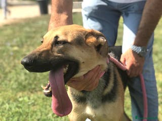 Pastore Tedesco cani SEGGHIO meraviglioso derivatopastore tedesco a Provincia di Latina - Annuncio 3