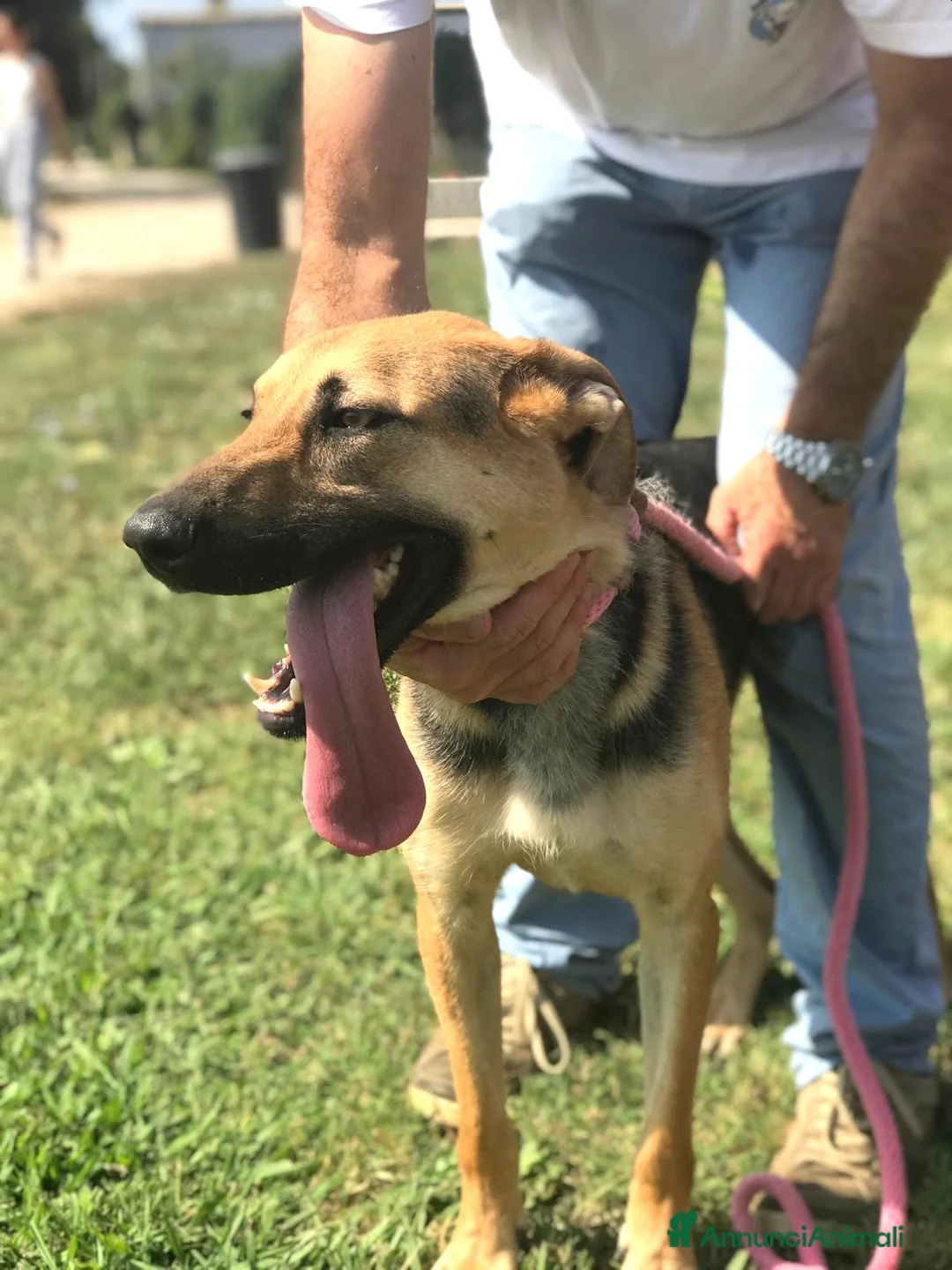 Pastore Tedesco cani in regalo: SEGGHIO meraviglioso derivatopastore tedesco a Provincia di Latina - Annuncio 1