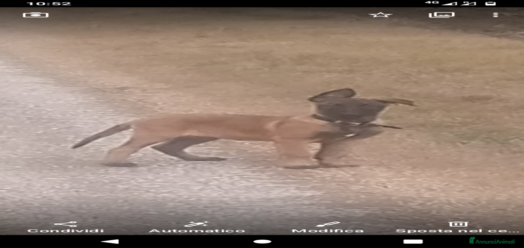 Immagine della galleria {{count}}