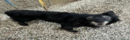 Meticcio cani in regalo: Aron 15 anni Taglia media  - Annuncio 1