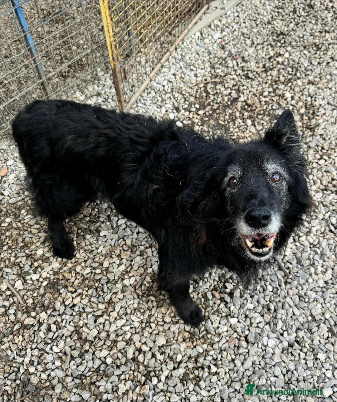 Meticcio cani in regalo: Aron 15 anni Taglia media  - Annuncio 1