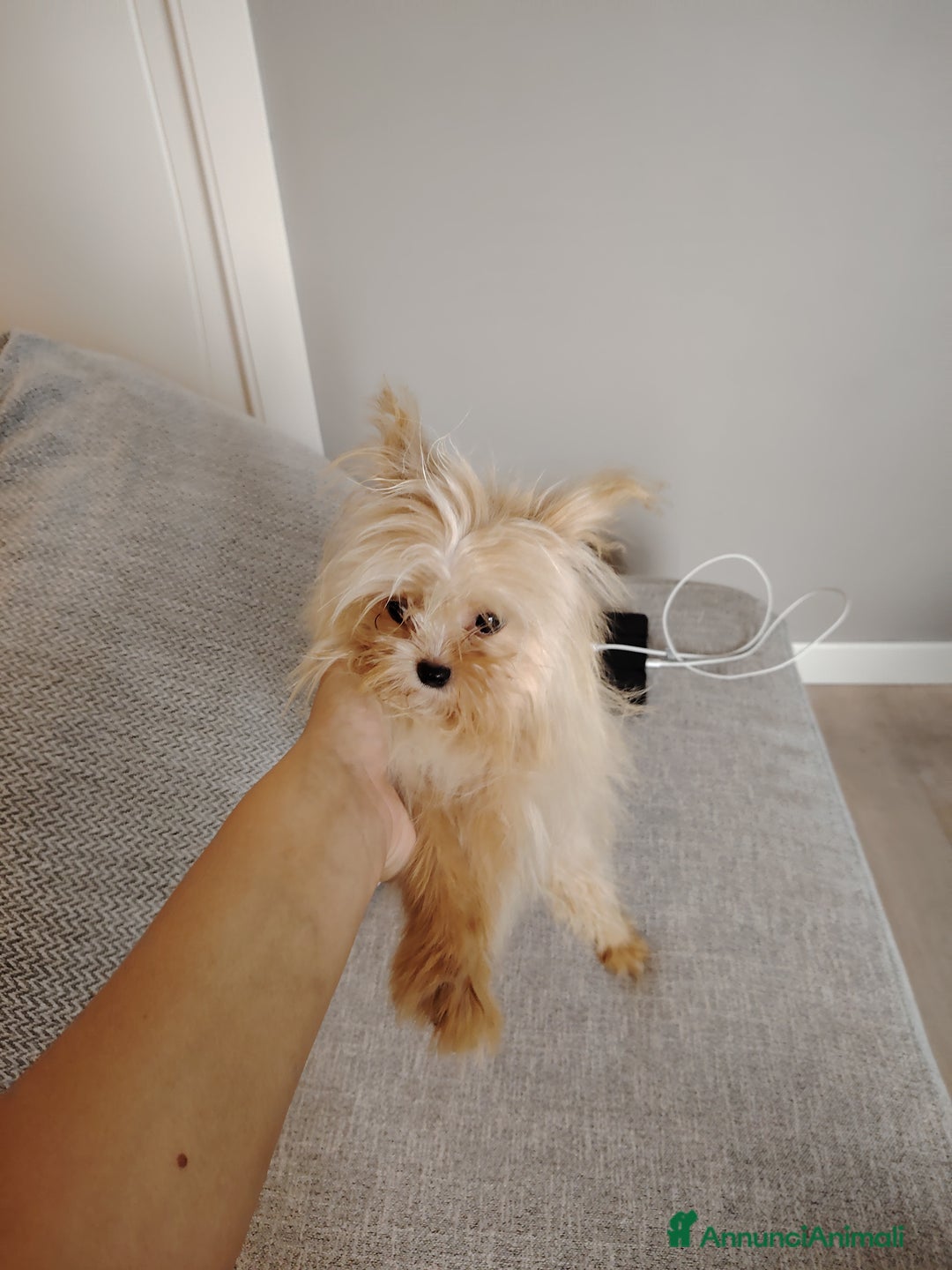 Altre razze cani in vendita: Vendo 2 cucciole stupende di taglia toy a Provincia di Pavia - Immagine 7