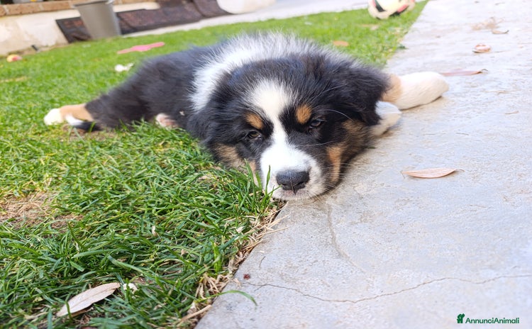 Australian Shepherd cani - Annuncio 1