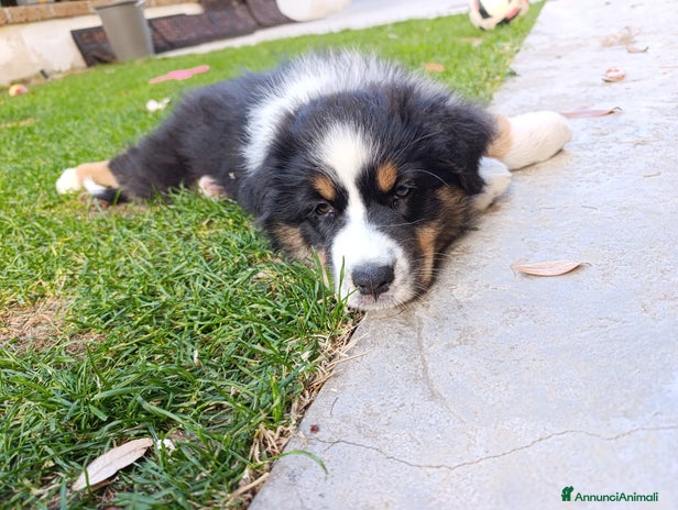 Australian Shepherd cani - Annuncio 2