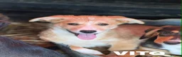 Meticcio cani in regalo: V PUPPIES: 5 dolcissimi cuccioli tg MEDIO-PICCOLA! - Annuncio 11