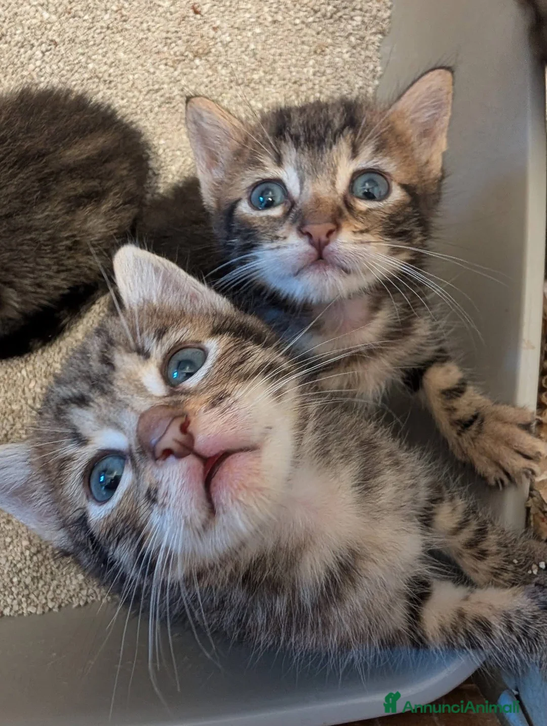 Meticcio gatti in regalo: 4 gattini cercano casa a Giulianova (TE) dintorni - Annuncio 5