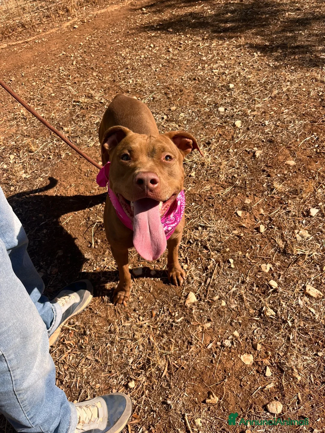 Pitbull cani in regalo: Shakira pitbull ottimo carattere - Annuncio 11