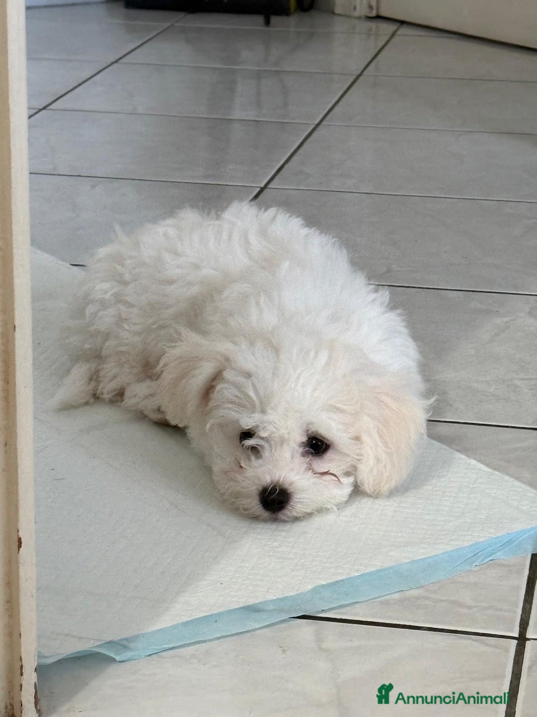 Bolognese cani in vendita: Due cuccioli di razza bolognese cercano casa - Annuncio 3