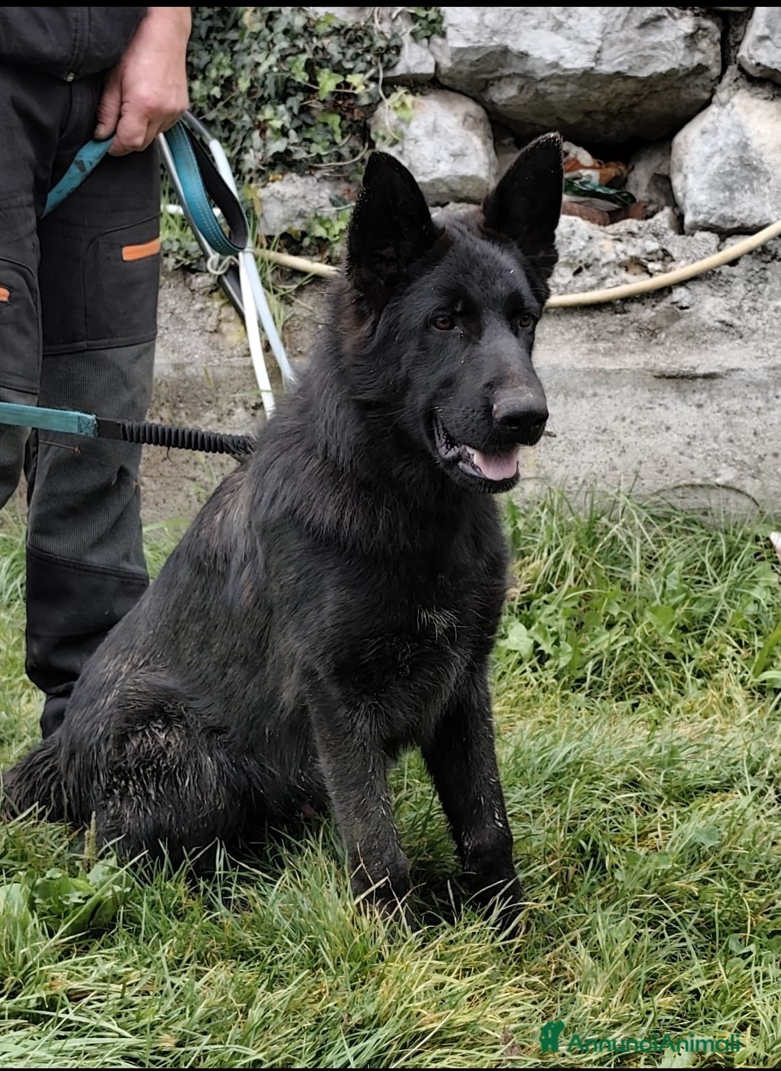 Pastore Tedesco cani VENDO CUCCIOLONE DI PASTORE TEDESCO NERO - Annuncio 3