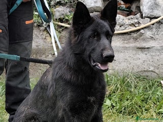 Pastore Tedesco cani VENDO CUCCIOLONE DI PASTORE TEDESCO NERO - Annuncio 1