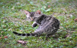 Bengala gatti in vendita: Magnifica femminuccia Bengala 2 mesi a Provincia di Padova - Immagine 3