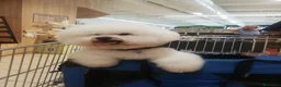 Bichon cani per accoppiamento: BICHON A POIL FRISE' PER ACCOPPIAMENTO - Annuncio 3