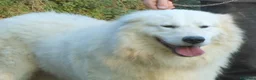 Pastore Maremmano cani in vendita: Spettacolari cuccioli di Pastore Abruzzese  - Annuncio 6