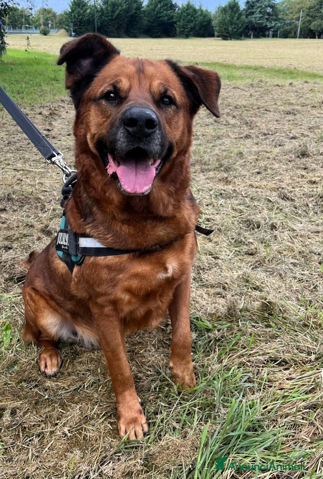 Meticcio cani in regalo: JONAS CERCA CASA E AMORE - Annuncio 6