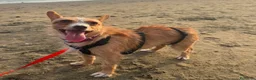 Meticcio cani in regalo: Agata 5 kg di dolcezza  - Annuncio 4