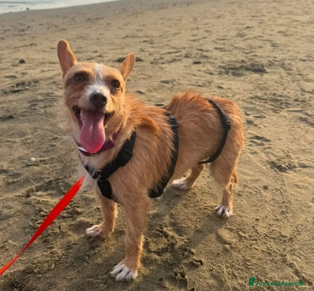 Meticcio cani in regalo: Agata 5 kg di dolcezza  - Annuncio 4