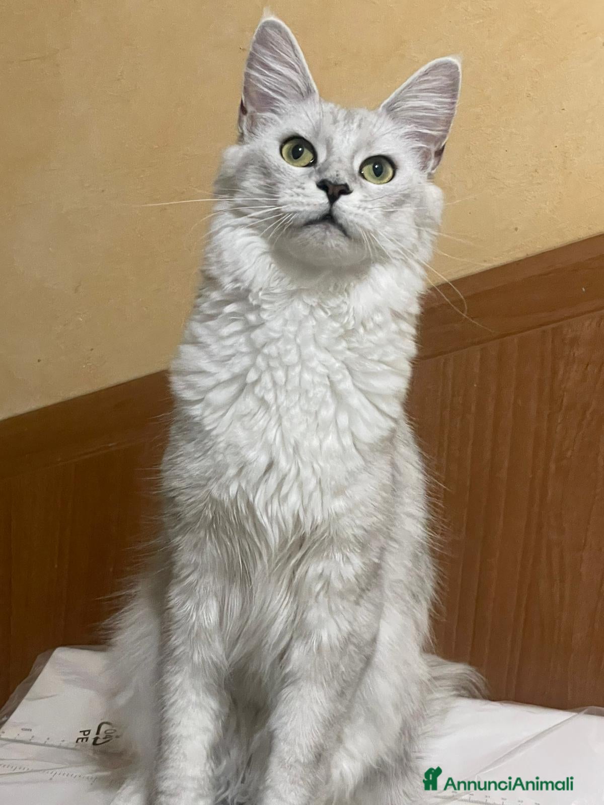 Maine Coon gatti cuccioli di maine coon da allevamento ANFI  - Annuncio 1