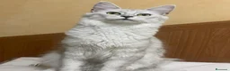 Maine Coon gatti in vendita: cuccioli di maine coon da allevamento ANFI  - Annuncio 1
